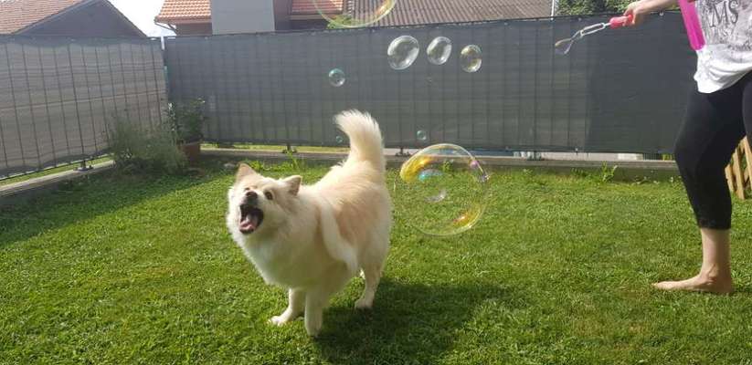 Zeige das lustigste Bild eures Hundis-Beitrag-Bild