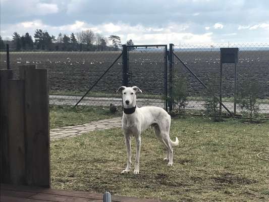 Hundetreffen-Gemütliches Spazierengehen-Bild