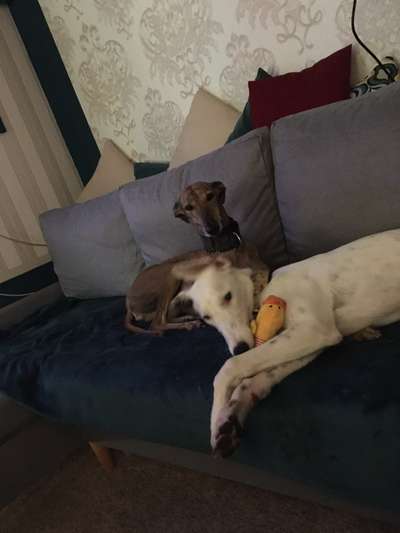 Windhunde - Treffen der besonderen Schönheiten
HERZLICH WILLKOMMEN-Beitrag-Bild