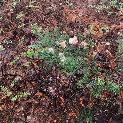 Giftköder-Giftköder-Bild