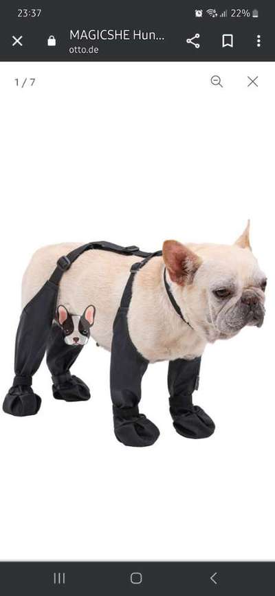 Pfotenverband- was hält und schutzt beim Gassi gehen?-Beitrag-Bild