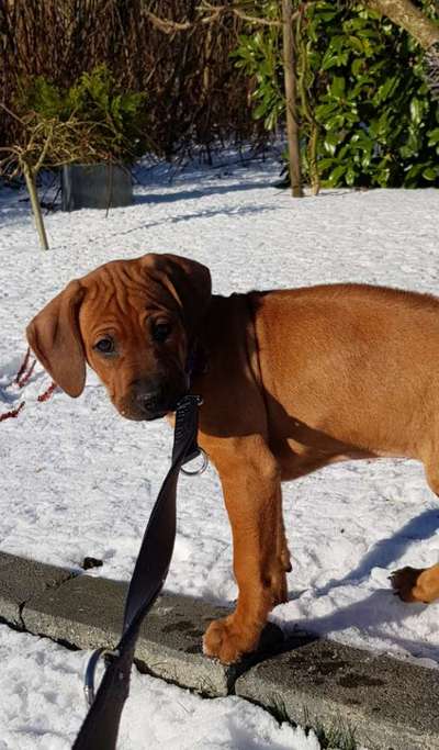 Welpen Bilder !-Beitrag-Bild