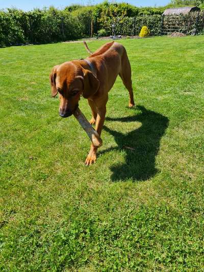 Rhodesian Ridgeback-Beitrag-Bild