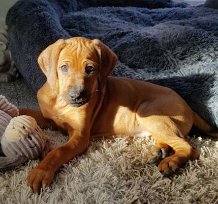 Welpen Bilder !-Beitrag-Bild