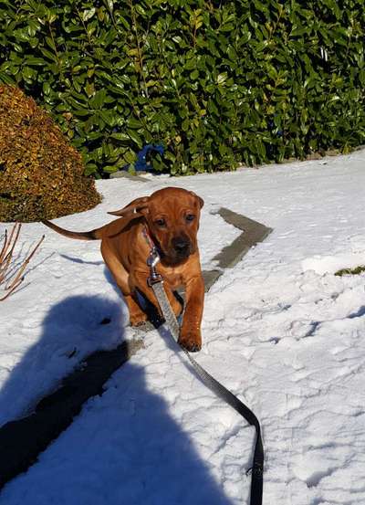 Fotochallenge 61 ~ Schnee-Beitrag-Bild