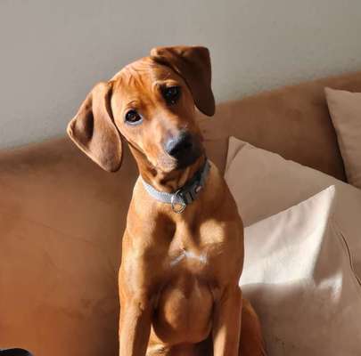 Zeichnungen eurer Hunde-Beitrag-Bild