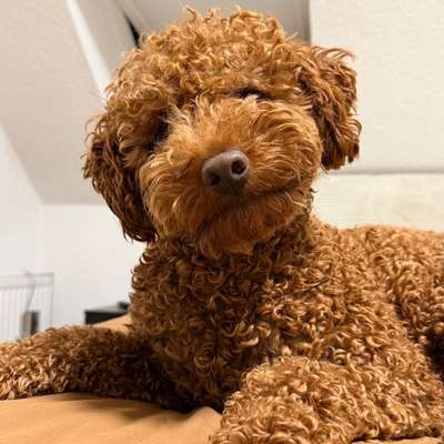 Hundetreffen-Große Hunde Freunde gesucht-Bild