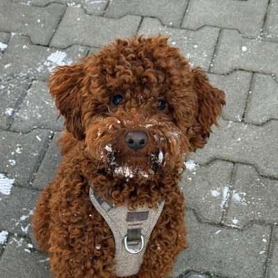 Hundetreffen-🐻 Pacho sucht Besties! 🐾-Bild