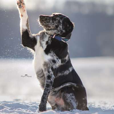 Hundetreffen-Trainingspartner-Bild