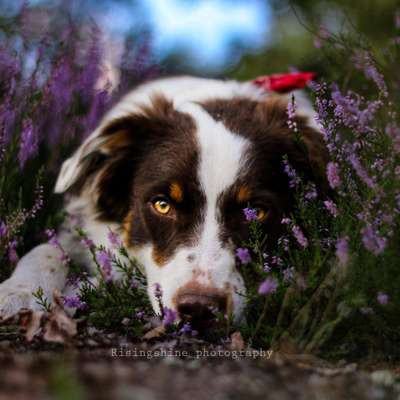 Hundetreffen-Shooting Models gesucht📸-Bild