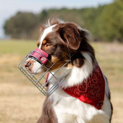 Hundetreffen-Maulkorbberatung-Bild