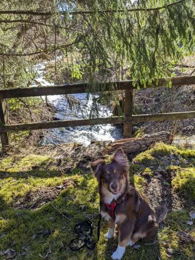 Hundetreffen-Junghunde spielen lassen und trainieren-Bild