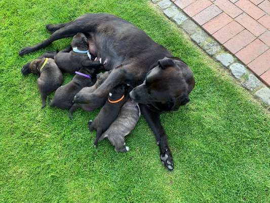 Welpen Bilder !-Beitrag-Bild