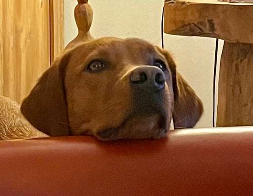 Zeigt mir die tollste Nahaufnahme von eurer Fellnase-Beitrag-Bild