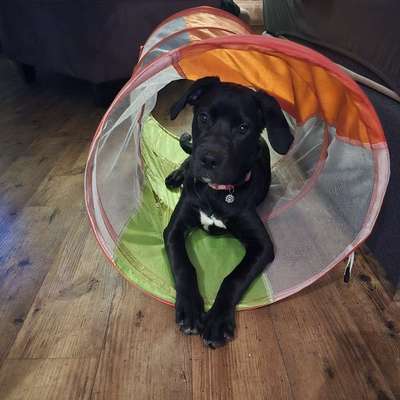 Hundetreffen-Spiel und Gassi treffen