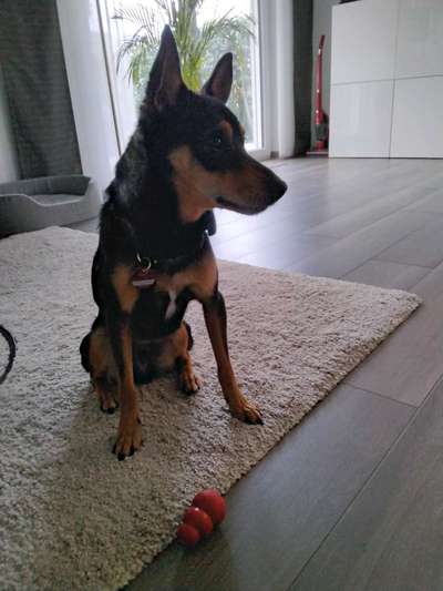 Welpen Bilder !-Beitrag-Bild