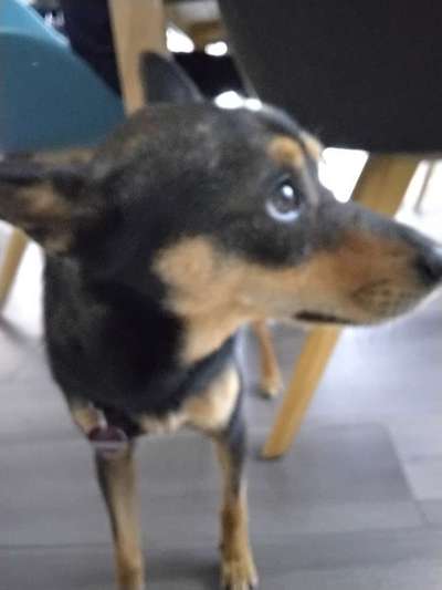 Straßenhund-Beitrag-Bild