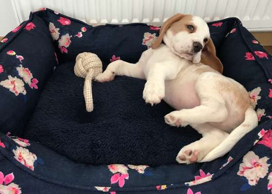 Welpen Bilder !-Beitrag-Bild