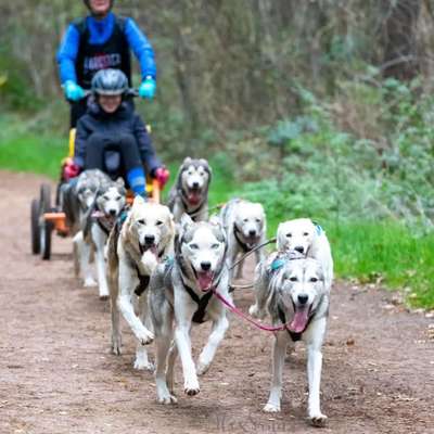 Hundetreffen-Zughundesport-Bild