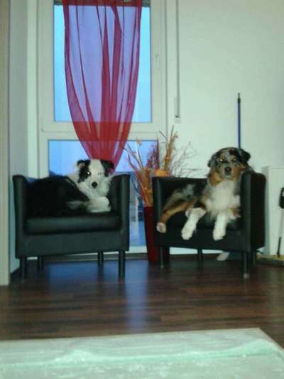 Dein Hund im Dogorama-Kalender 2021-Beitrag-Bild