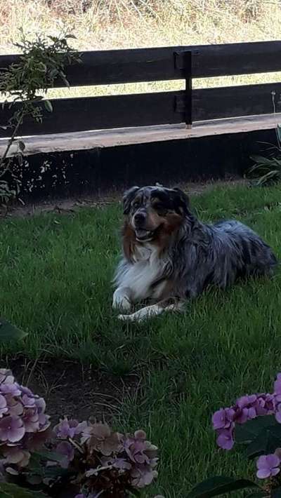 Dein Hund im Dogorama-Kalender 2021-Beitrag-Bild