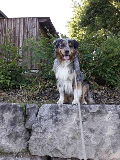 Dein Hund im Dogorama-Kalender 2021-Beitrag-Bild