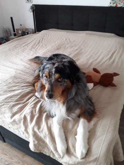 Welpen Bilder !-Beitrag-Bild