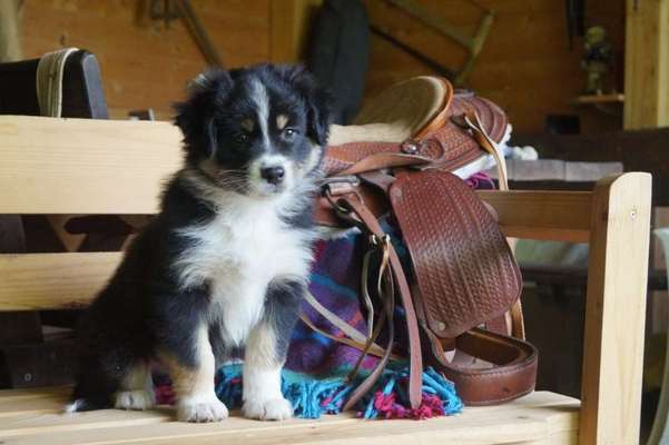 Aussies-Beitrag-Bild