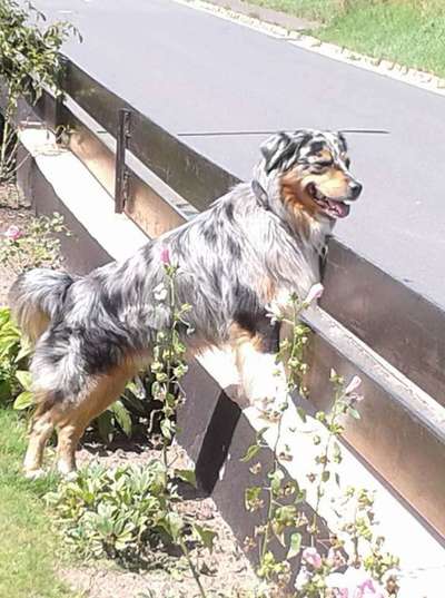 Dein Hund im Dogorama-Kalender 2021-Beitrag-Bild