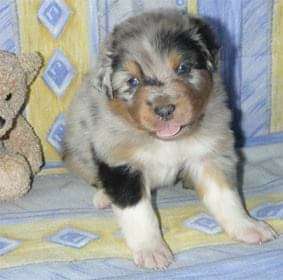 Welpen Bilder !-Beitrag-Bild