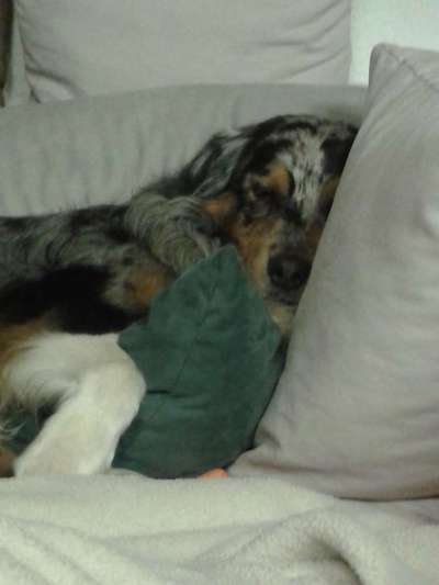 Dein Hund im Dogorama-Kalender 2021-Beitrag-Bild