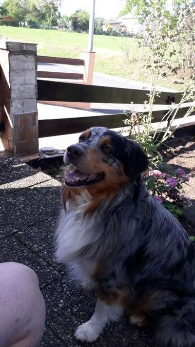 Dein Hund im Dogorama-Kalender 2021-Beitrag-Bild