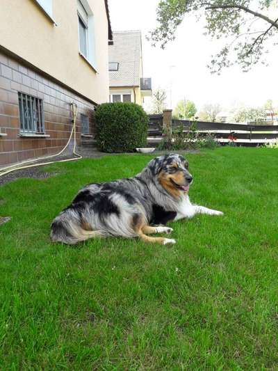 Dein Hund im Dogorama-Kalender 2021-Beitrag-Bild