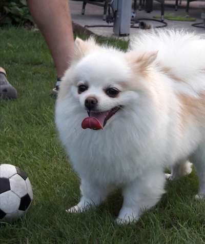 Hundetreffen-Treffen von Kleinhunden-Bild