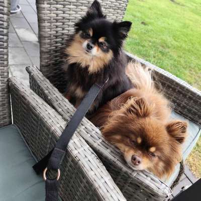 Winterurlaub mit kleine Hunden (Pomeranian)-Beitrag-Bild