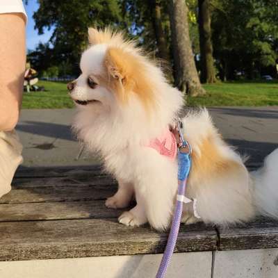 Winterurlaub mit kleine Hunden (Pomeranian)-Beitrag-Bild