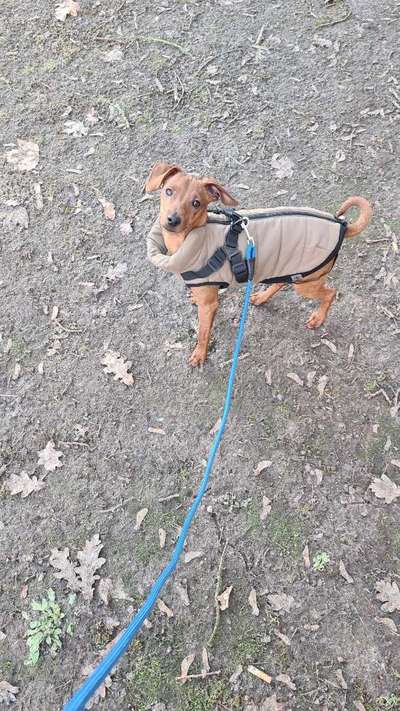 Hundetreffen-Treffen zum Spielen und Spaziergang-Bild