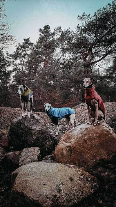 Windhunde - Treffen der besonderen Schönheiten
HERZLICH WILLKOMMEN-Beitrag-Bild