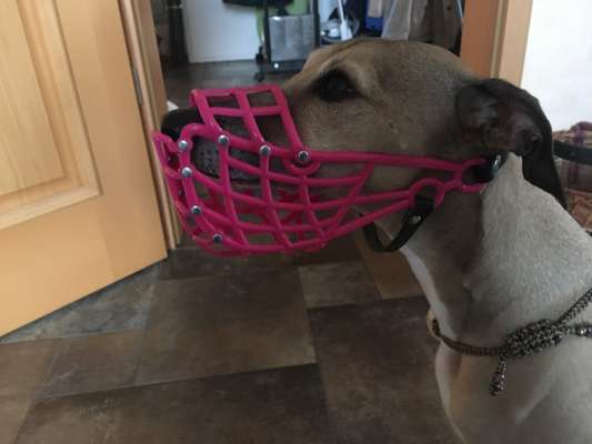 Windhunde - Treffen der besonderen Schönheiten
HERZLICH WILLKOMMEN-Beitrag-Bild