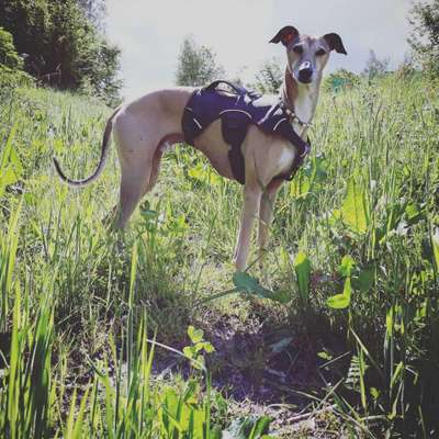 Windhunde - Treffen der besonderen Schönheiten
HERZLICH WILLKOMMEN-Beitrag-Bild
