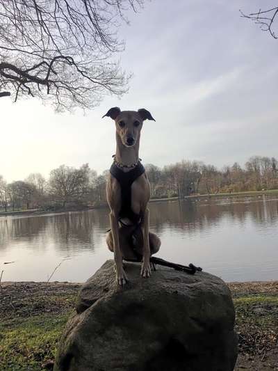 Windhunde - Treffen der besonderen Schönheiten
HERZLICH WILLKOMMEN-Beitrag-Bild