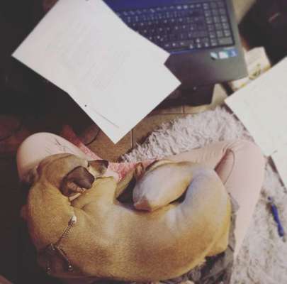 Windhunde - Treffen der besonderen Schönheiten
HERZLICH WILLKOMMEN-Beitrag-Bild