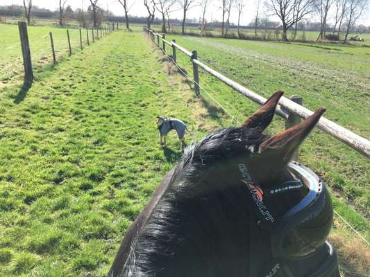 Windhunde - Treffen der besonderen Schönheiten
HERZLICH WILLKOMMEN-Beitrag-Bild