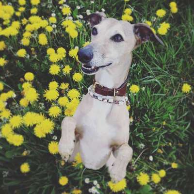 Windhunde - Treffen der besonderen Schönheiten
HERZLICH WILLKOMMEN-Beitrag-Bild