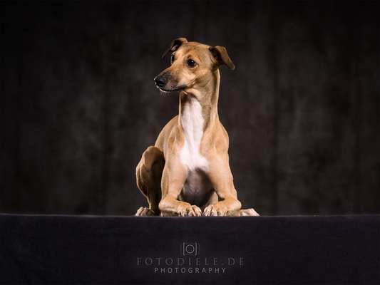 Whippet-Beitrag-Bild