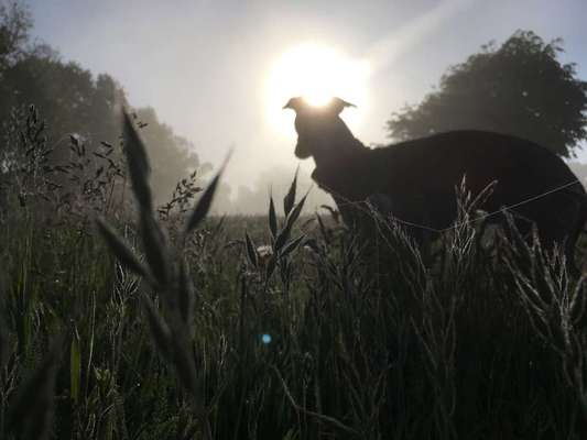 Dein Hund im Dogorama-Kalender 2021-Beitrag-Bild