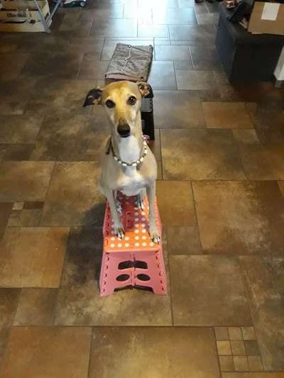 Windhunde - Treffen der besonderen Schönheiten
HERZLICH WILLKOMMEN-Beitrag-Bild