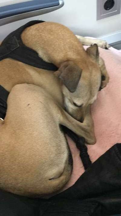 Öffentliche Verkehrsmittel nutzen mit Hund-Beitrag-Bild