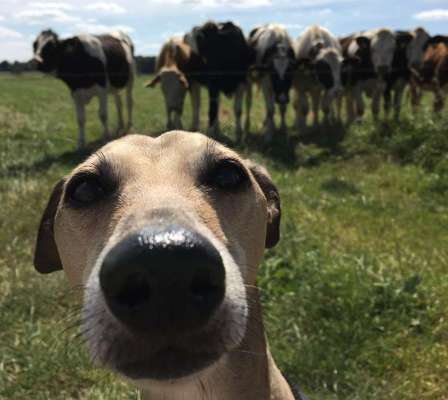 Hunde Memes-Beitrag-Bild