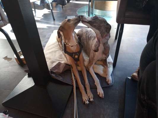 Windhunde - Treffen der besonderen Schönheiten
HERZLICH WILLKOMMEN-Beitrag-Bild